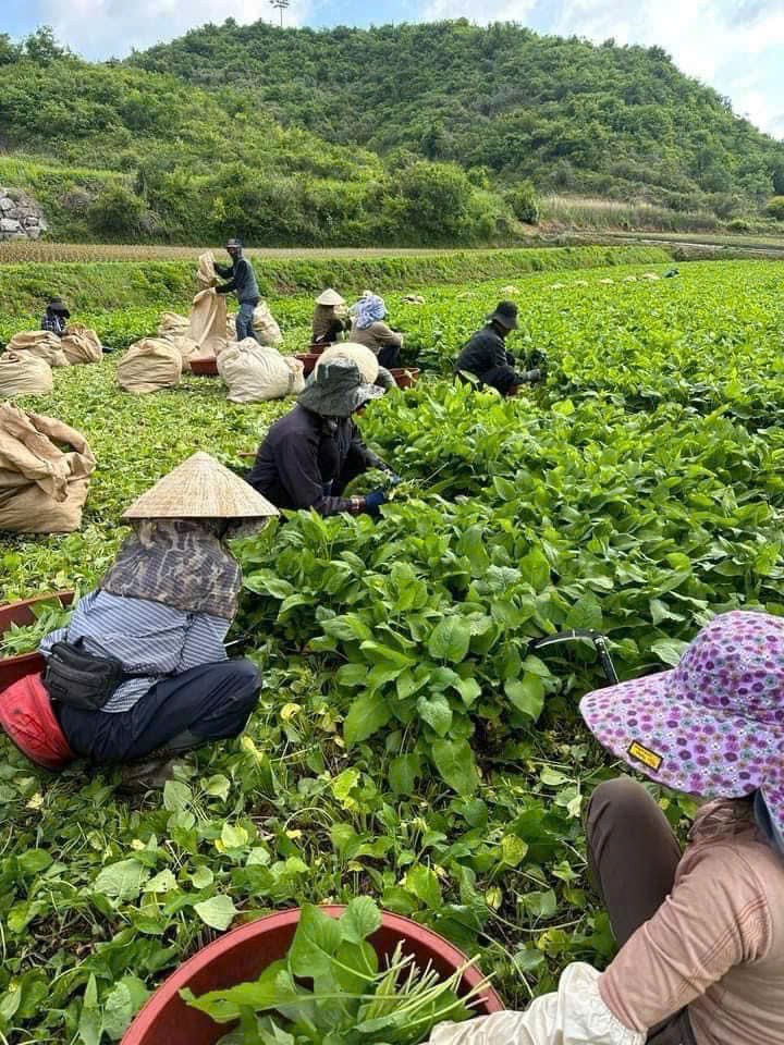 Người lao động Việt Nam đi làm việc tại Hàn Quốc diện Visa E-8